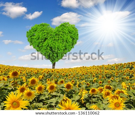 sunflower field with tree from the shape heart