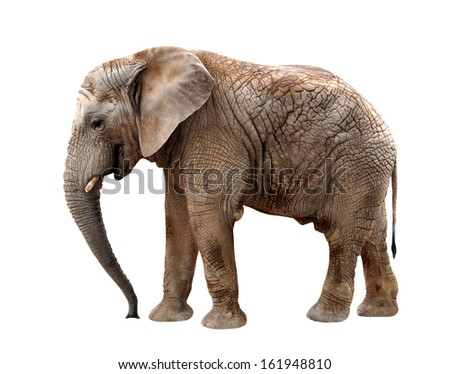African elephant isolated on white African elephant isolated on white