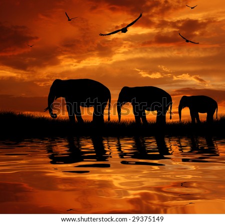 stock photo : silhouette herd of elephants at sunset