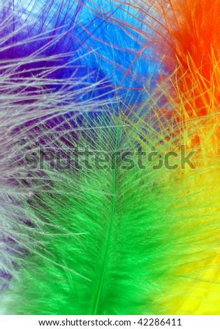 colored feathers