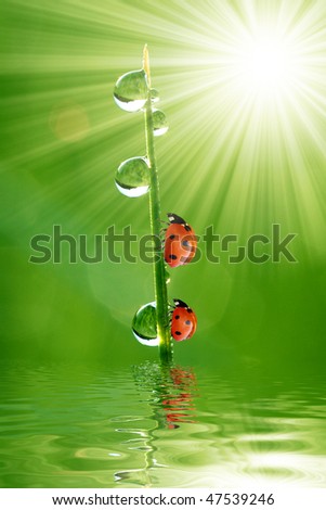 fresh morning dew and ladybird