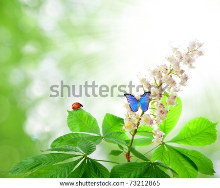Chestnut Flower With Butterfly Stock Photo 73212865 : S