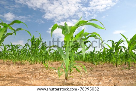 Agricultural landscape of corn field