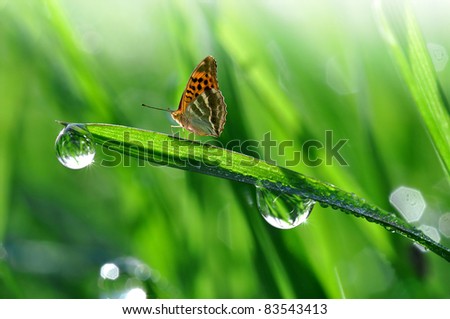 fresh morning dew and butterfly