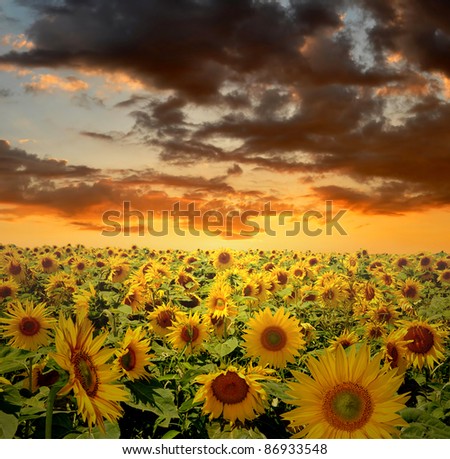 setting sun over the sunflower field