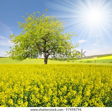 spring tree in the rapeseed field