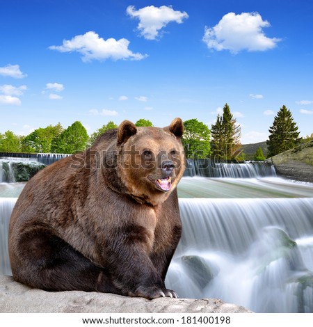 Brown bear sitting at the waterfall