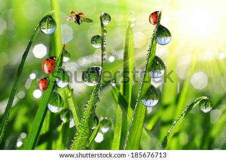 fresh morning dew and ladybirds