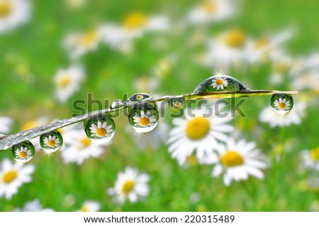 Fresh grass with dew drops in the background of the daisies