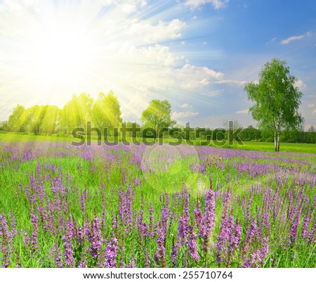 Spring meadow with flower. Composition of nature.