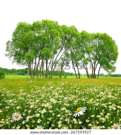 Field of marguerites with trees on white background. Spring landscape.