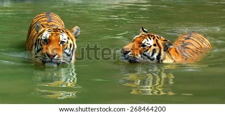 Siberian Tiger in water