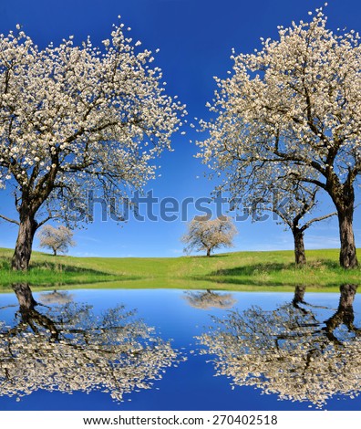 Blooming cherry tree on meadow. Spring landscape.