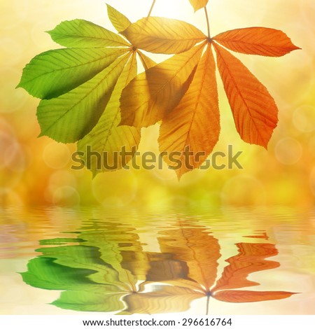 Autumn leaves of chestnut tree (Aesculus hippocastanum) reflection on water level