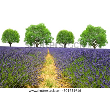 Lavender field with trees on white background