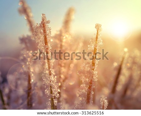 Frozen grass at sunrise close up. Nature background.