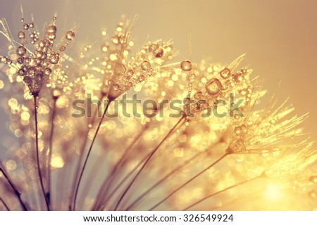 Dewy dandelion flower at sunset close up