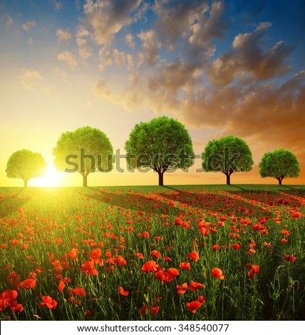 Spring landscape with red poppy field and trees in the sunset