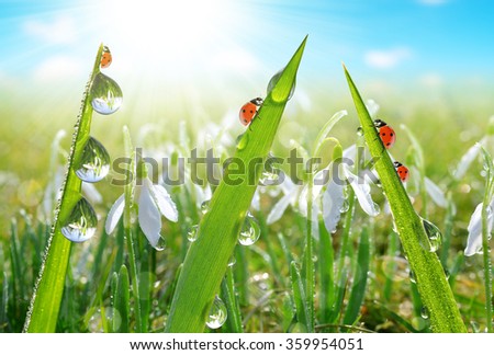 Fresh morning dew on green grass and ladybirds in the background snowdrops.