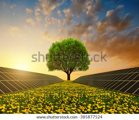 Solar energy panels with tree against sunset sky.Clean energy.