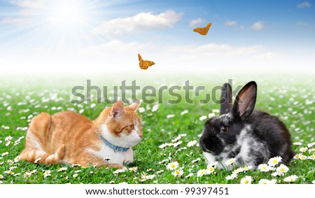 cute rabbit with cat