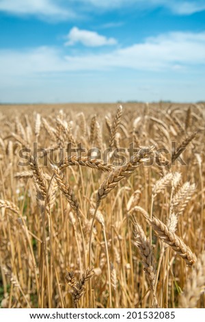 Ears of wheat, wheat field under blue sky, selective focus