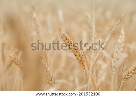 Ears of wheat, selective focus, close up