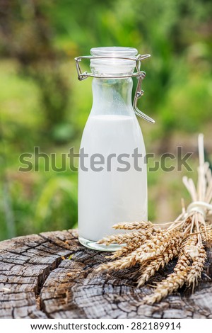 Milk and bread. Glass bottle with fresh milk and wheat ears on wooden background on the farm.