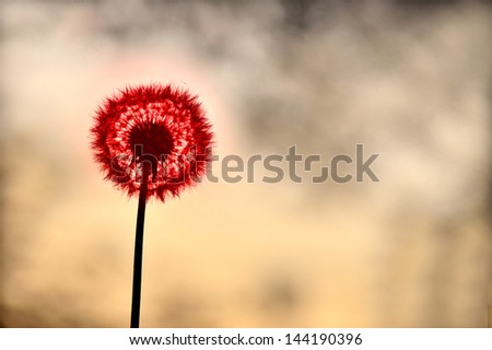 red dandelion silhouette