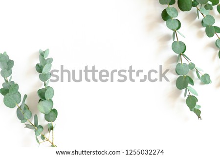 Border frame made of eucalyptus branches on a white background