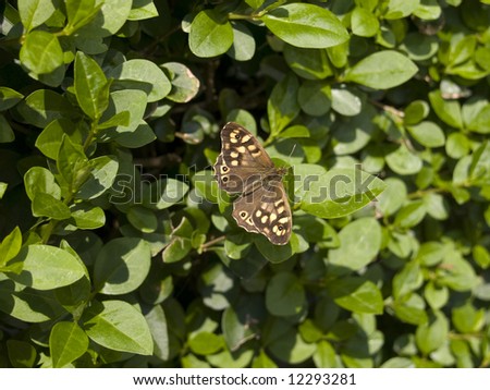 Speckled Wood butterfly on a privet hedge