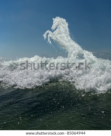 sea horse horse of the sea water splashes and foam