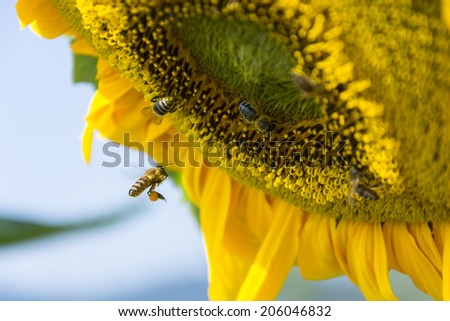 Sunflower full of pollen with five bees harvesting. Bee flying towards the center of the flower