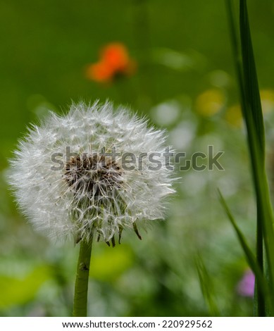Dandelion with a blurred red flower in the background