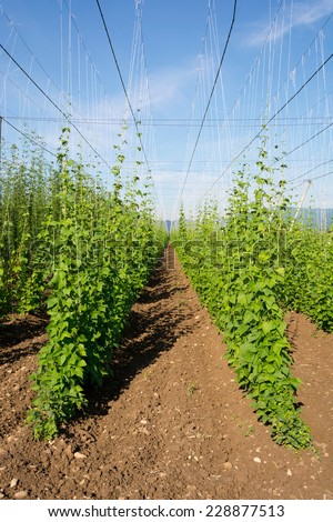 Hop crop and the blue sky