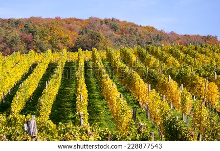 Wine-yard in autumn after the last harvesting of grapes has been done