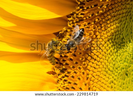 Bees fighting for pollen - One bee trying to steal pollen form others leg