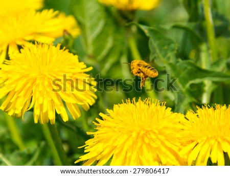 Pollen covered bee flying away from one dandelion to another