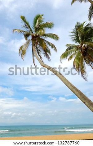 Palm trees on the beach and turquoise water of Indian Ocean, Bentota, Sri Lanka