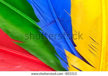 Red, Green, Blue and Yellow Feathers.