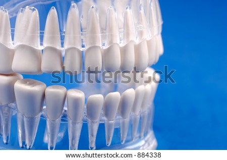 Dental Model of Teeth