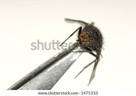 Tweezers Holding a Fly