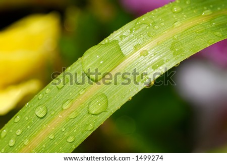 Leaf With Dew Drops