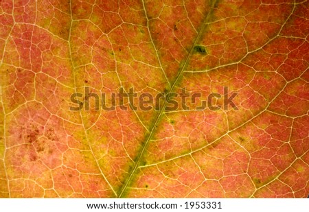 Photo of a Leaf Structure - Autumn Background