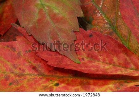 Photo of a Browning Autumn Leaves - Autumn / Fall Background