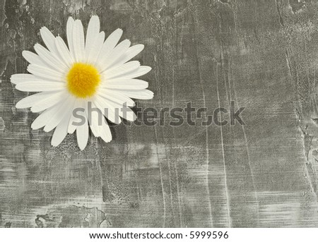 Photo of a Paper Flower on a Paper Background - Background / Texture