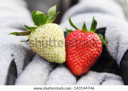 White Strawberry and Red Strawberry Holding By Hands with Grey Glove