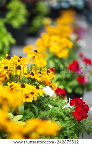 Flowers on sidewalk