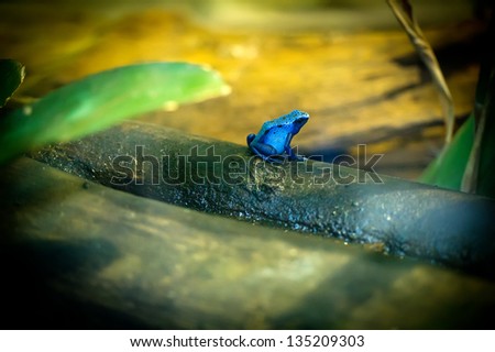 colorfull blue frog - dyeing dart frog - Dendrobates Tinctorius