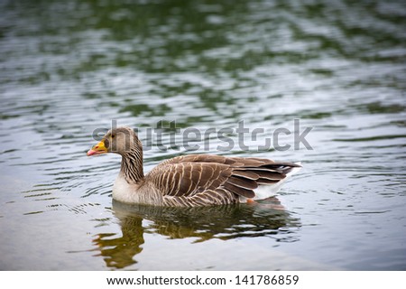 Grey Goose floating on water